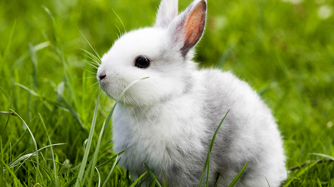Белый кролик. Красивые картинки животных