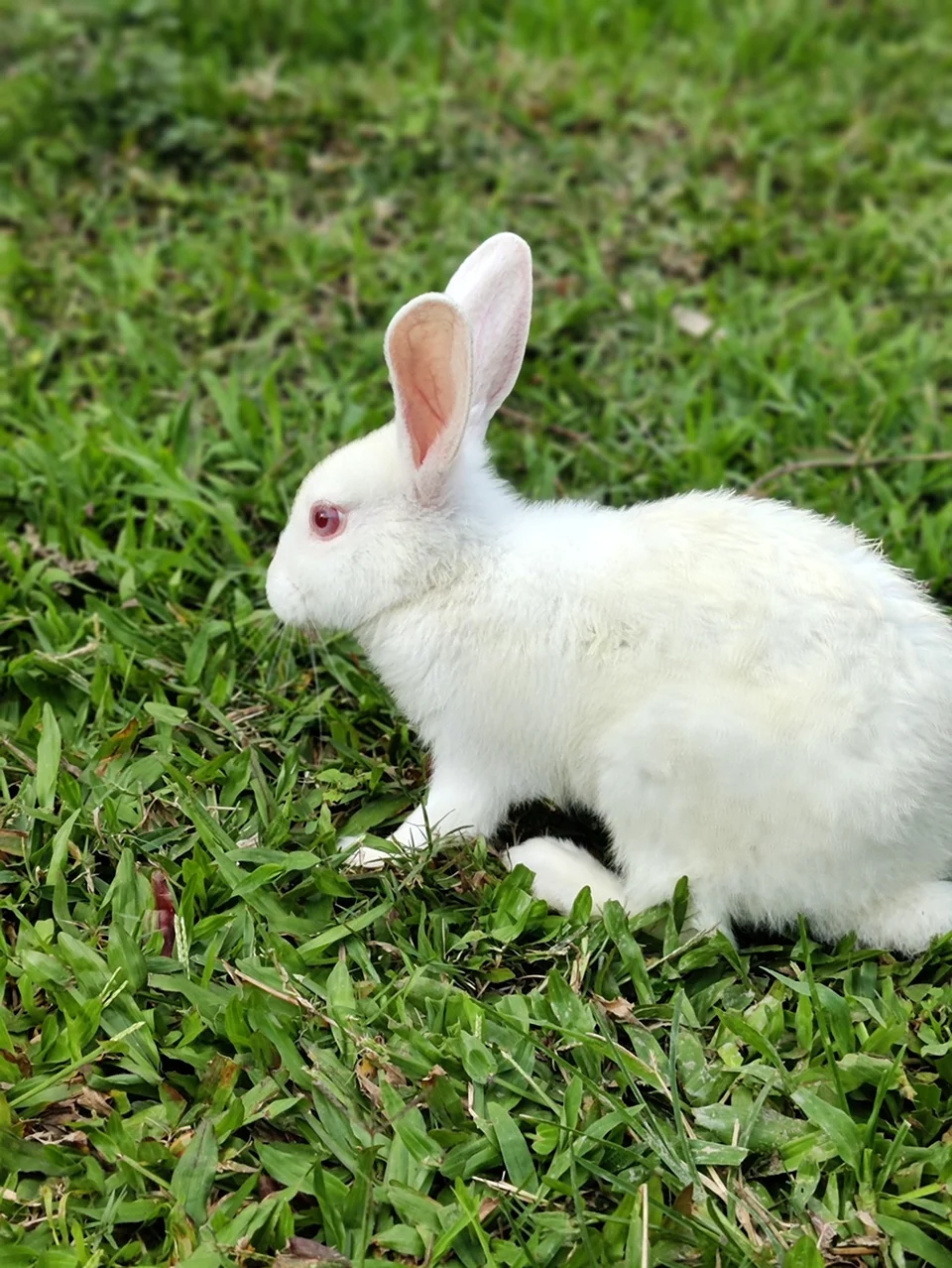 Белый кролик. Красивое животное