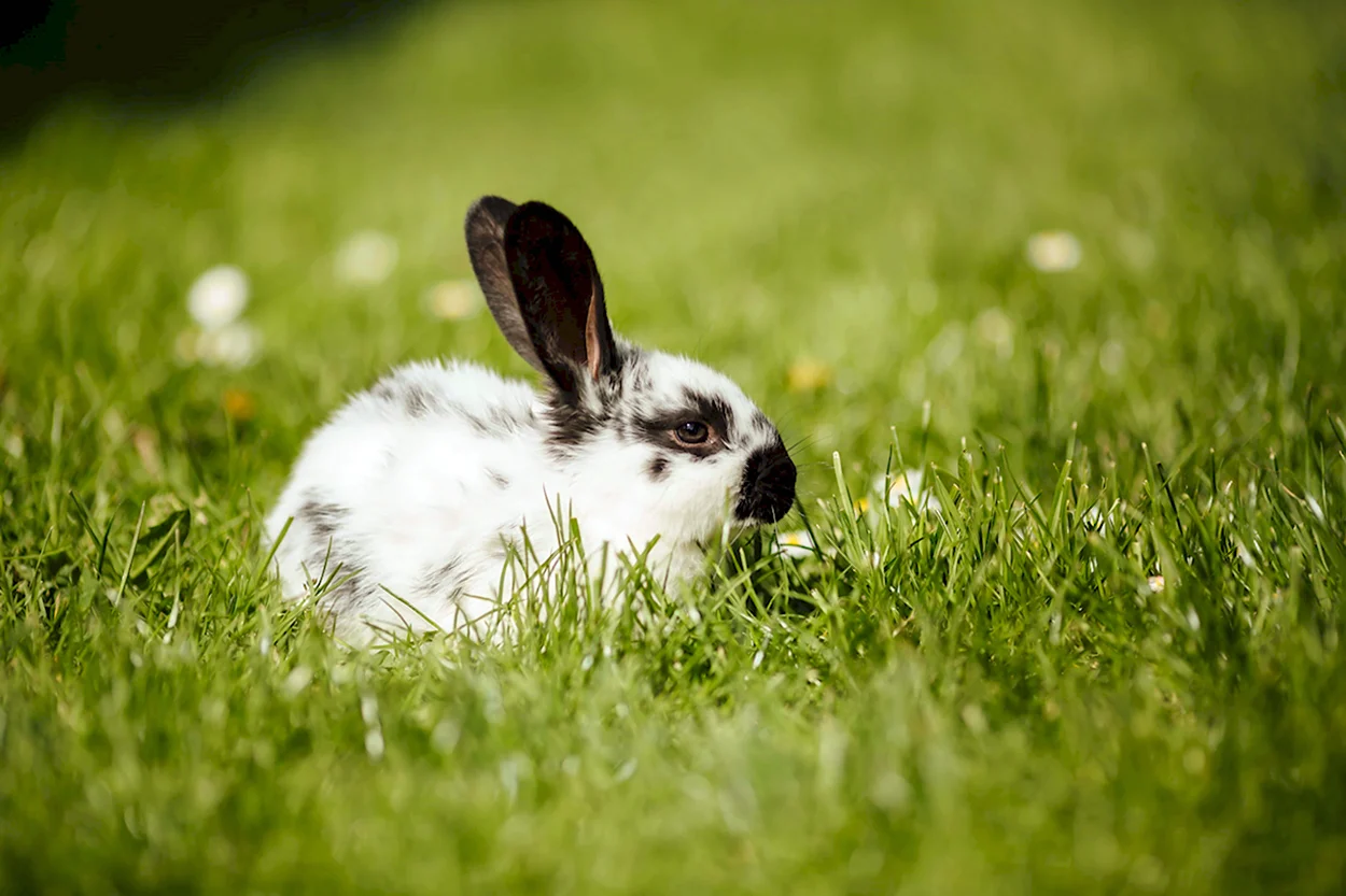 Белый кролик ест клубнику. Красивое животное