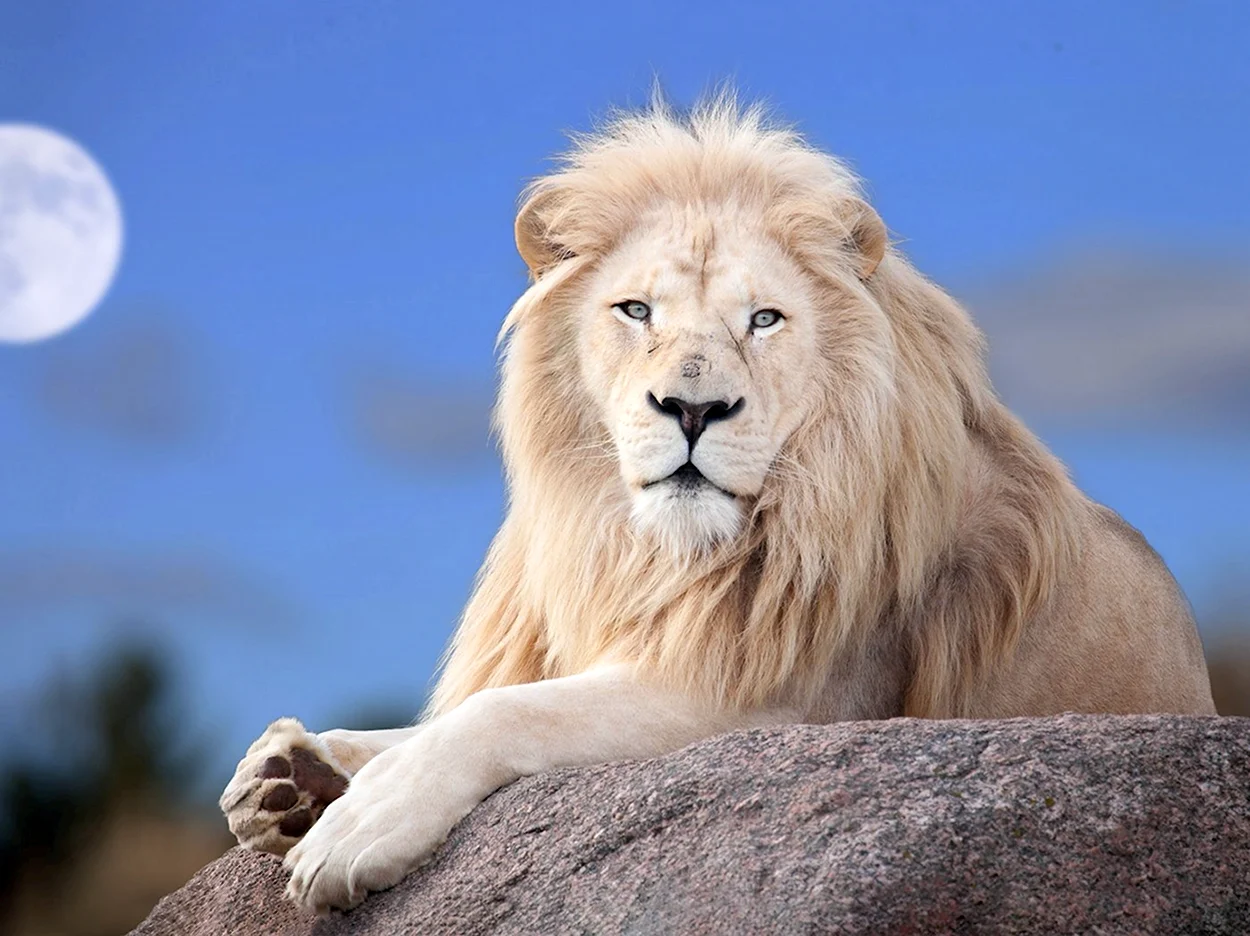 Белый Лев. Красивое животное