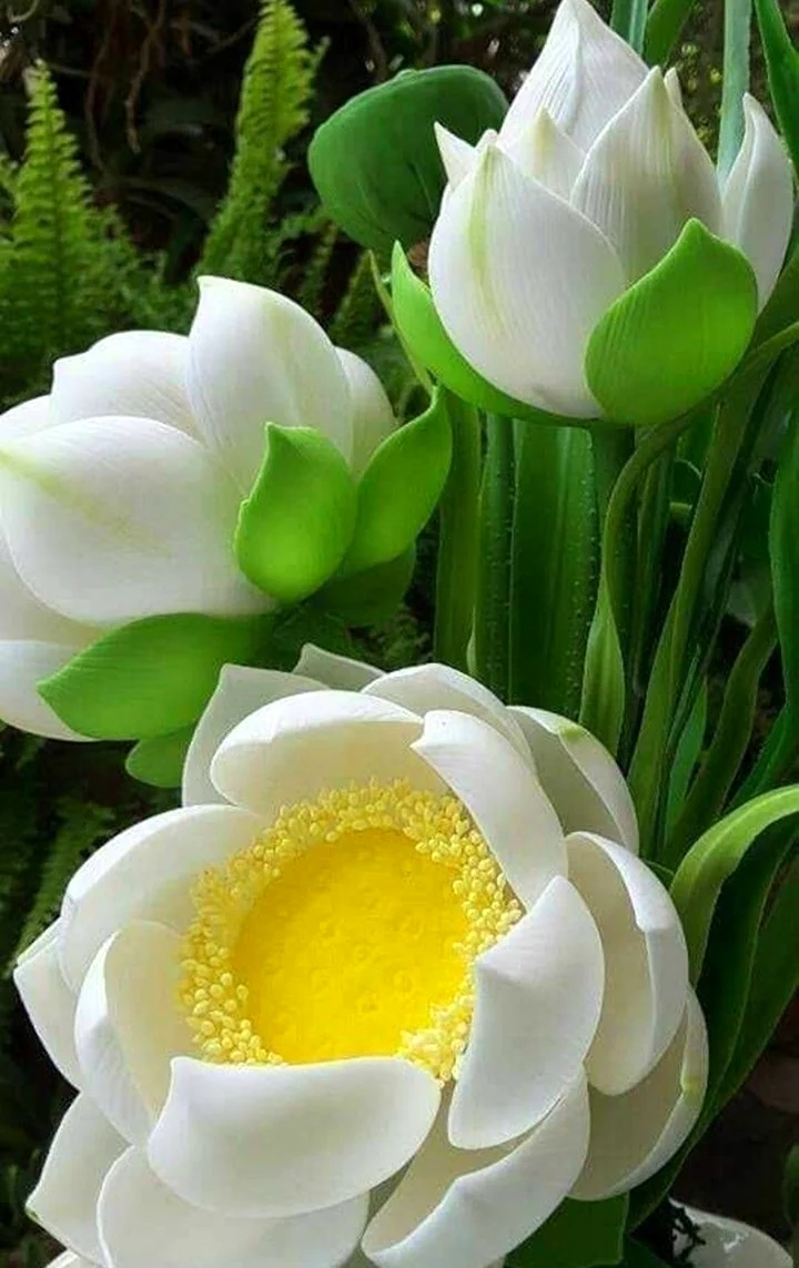 Белый Лотус тайский. Красивая картинка