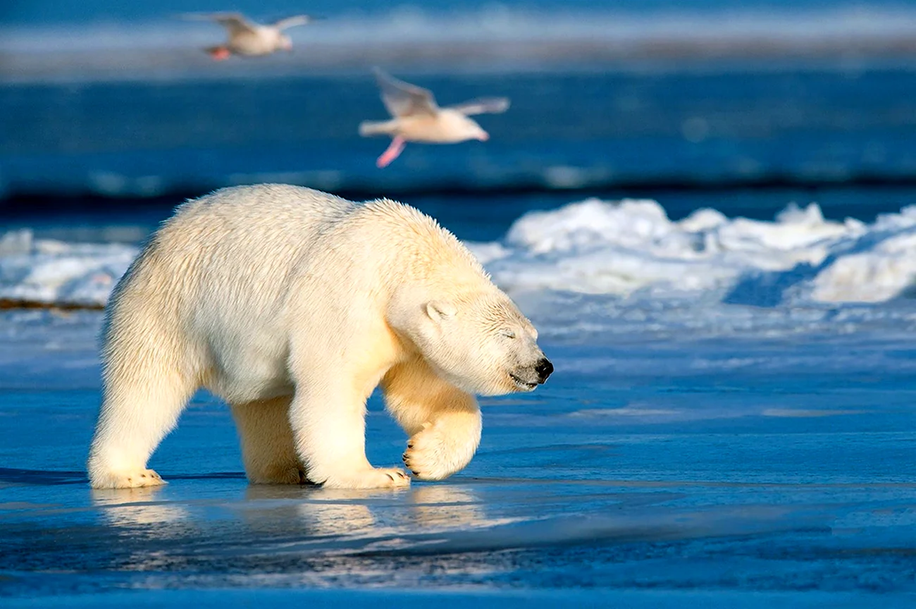 Белый медведь арктических пустынь. Картинка