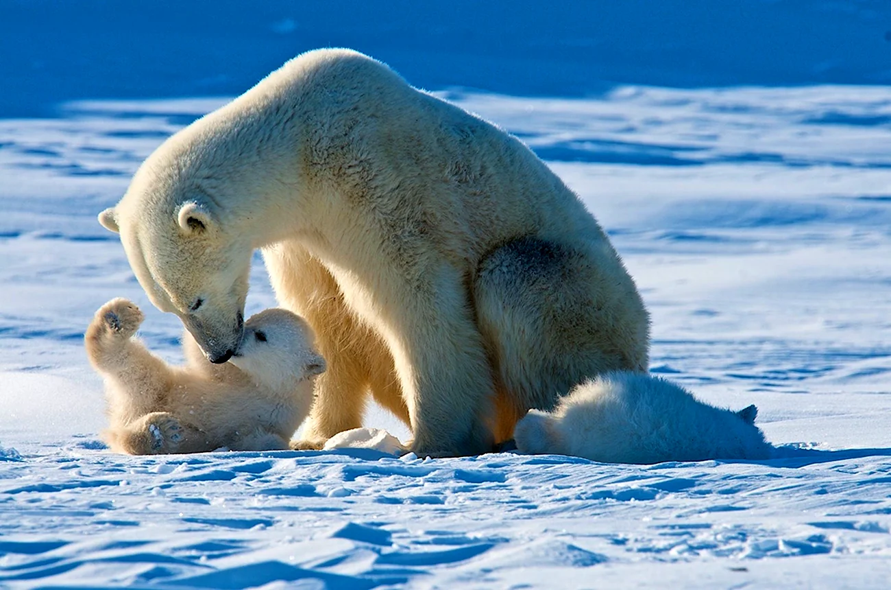 Белый медведь арктических пустынь. Картинка