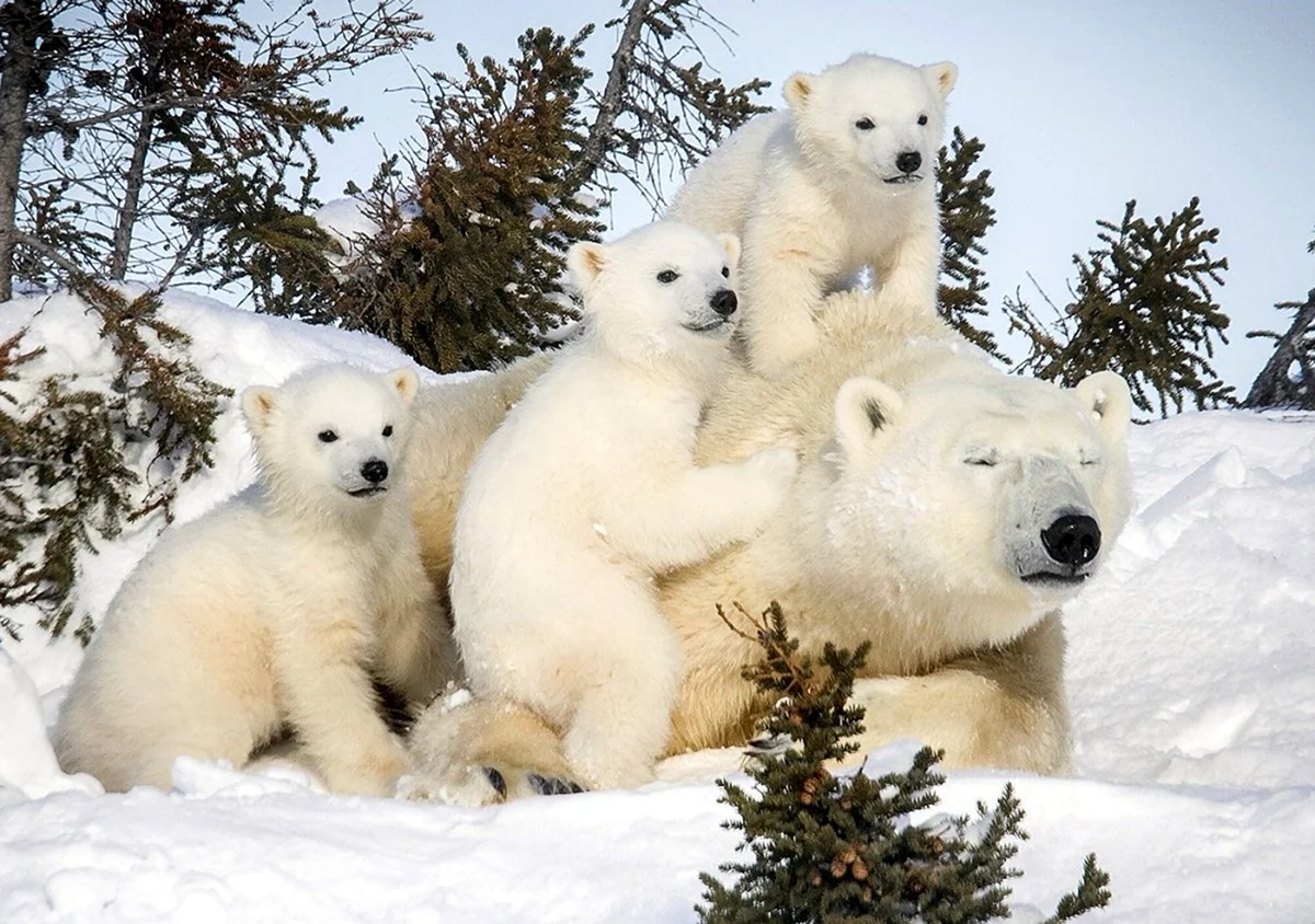 Белый медведь Карско-Баренцевоморская популяция. Картинка