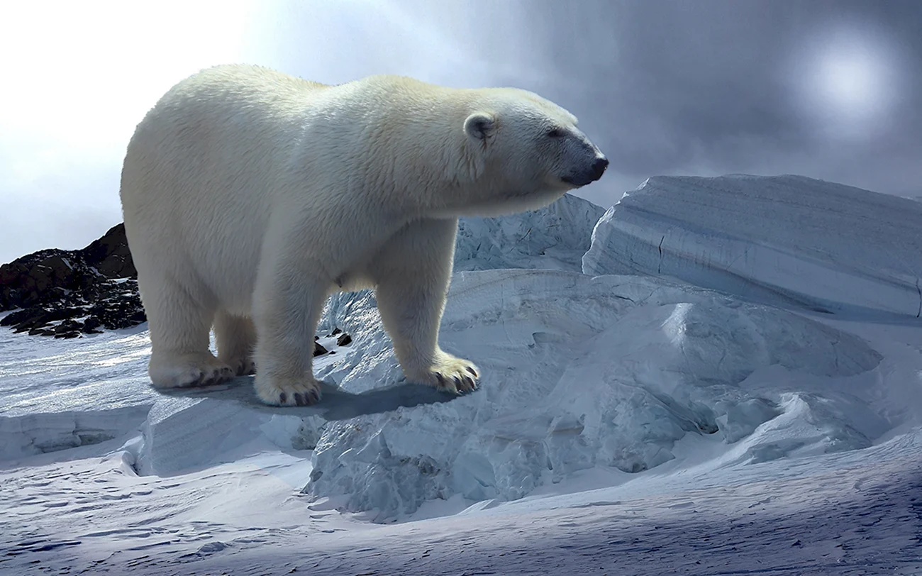 Белый медведь Карско-Баренцевоморская популяция. Картинка