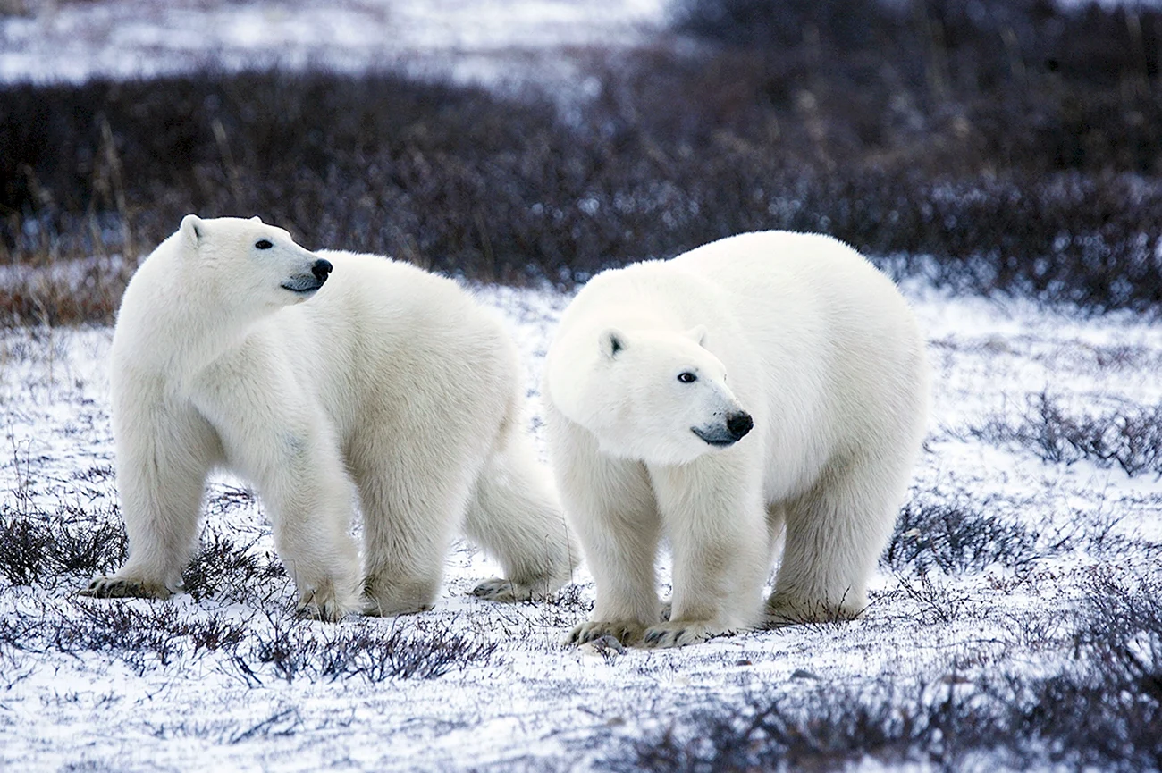 Белый медведь Лаптевская популяция. Картинка