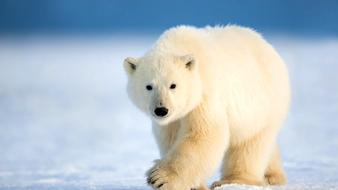Белый медведь Лаптевская популяция. Картинка