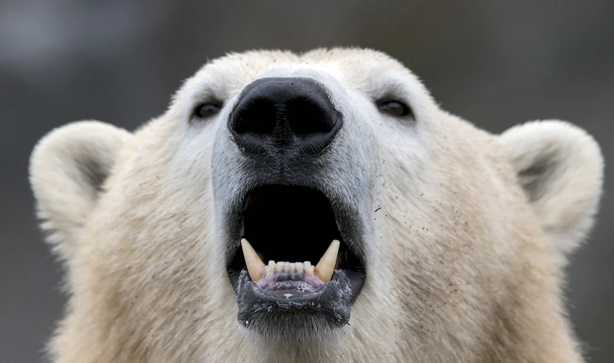 Белый медведь морда. Красивое животное