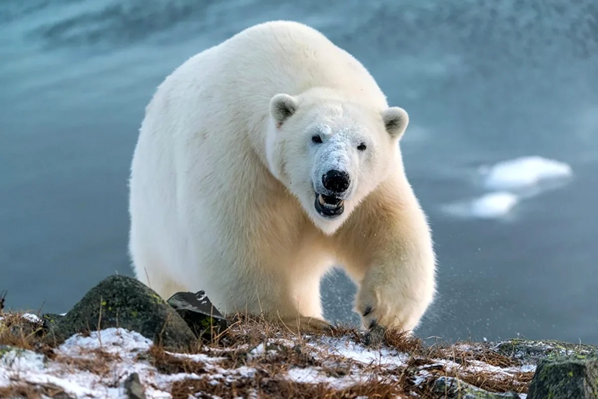 Белый медведь на Чукотке. Картинка