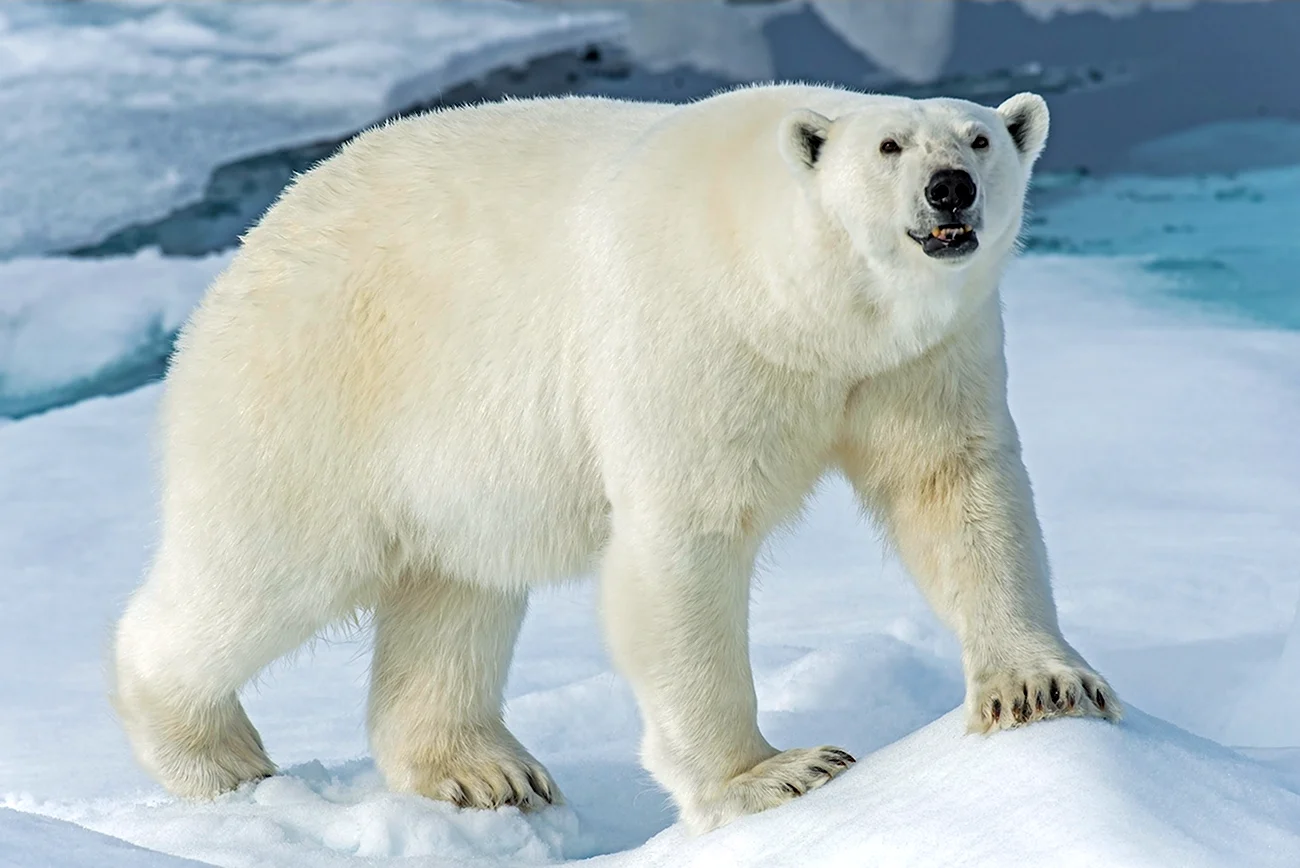 Белый медведь Ursus maritimus. Картинка