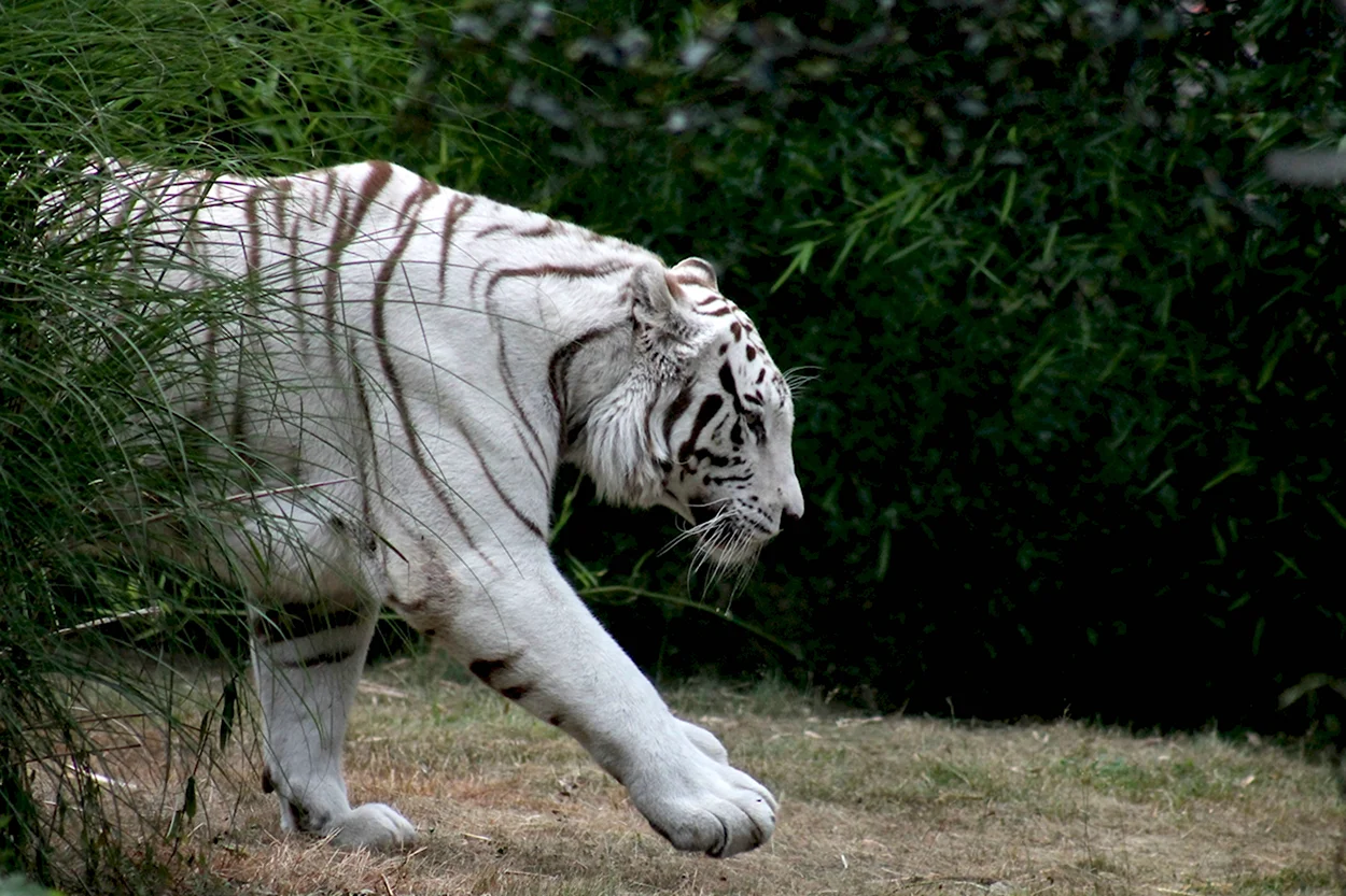 Белый металлический тигр. Красивое животное