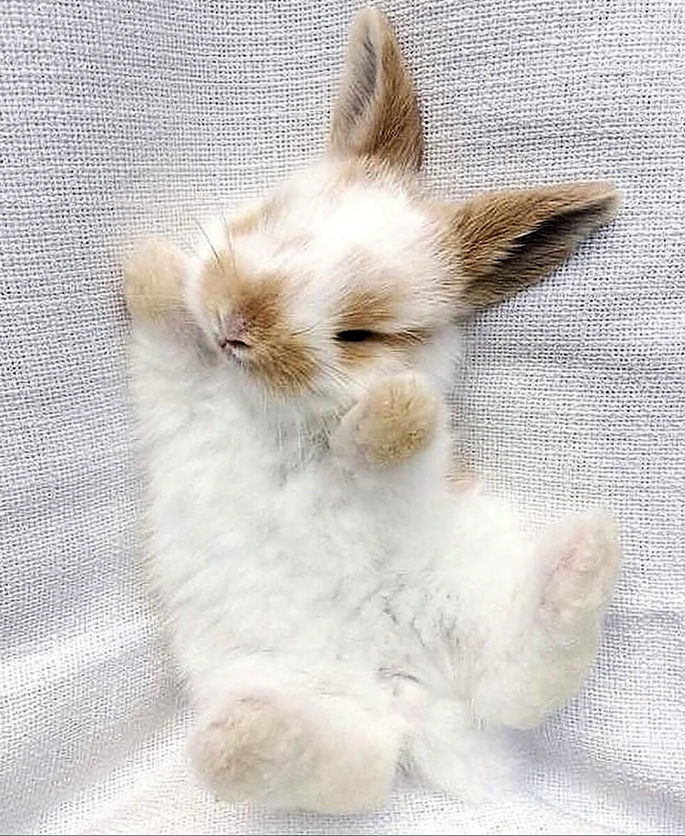 Белый пушистый кролик. Красивые картинки животных