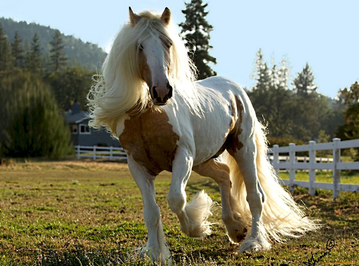 Белый Шайр лошадь. Красивое животное