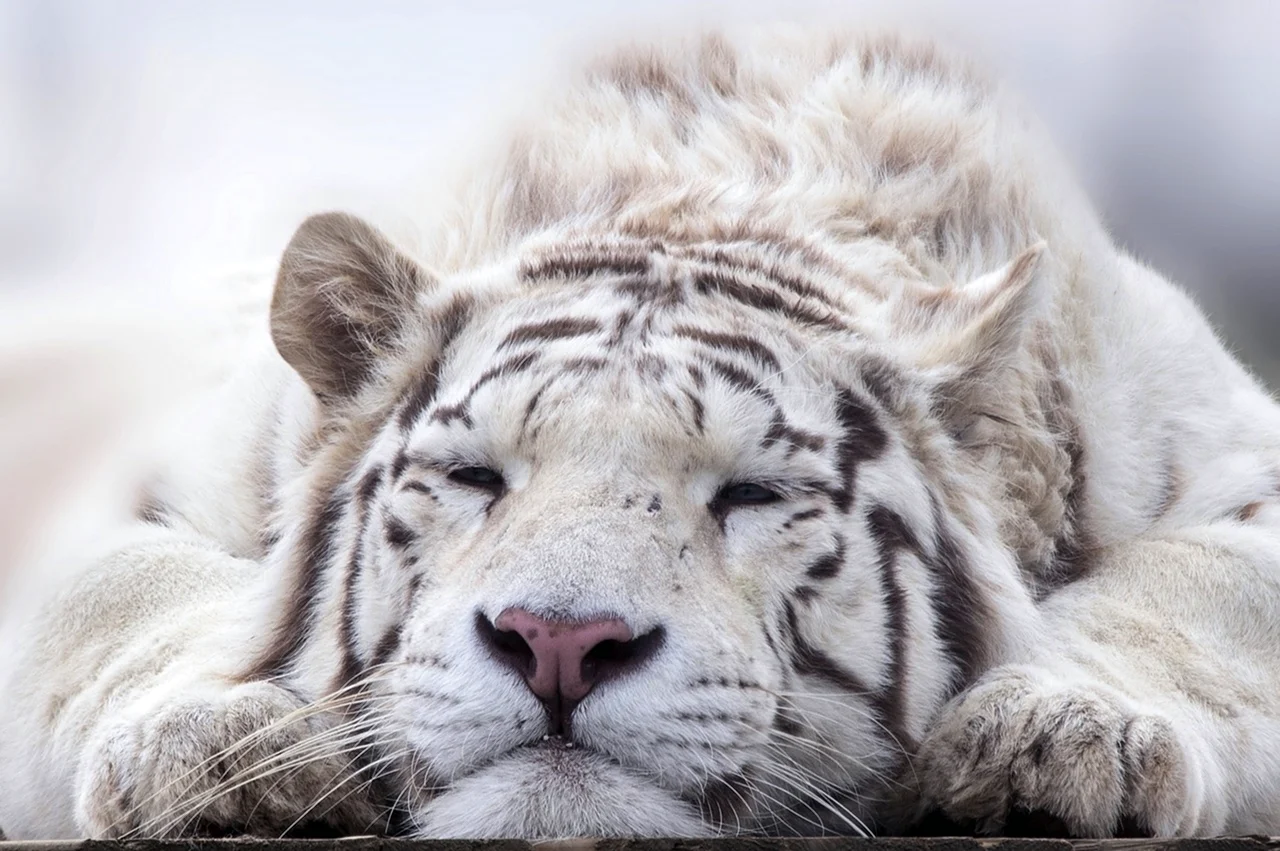 Белый тигр. Картинка