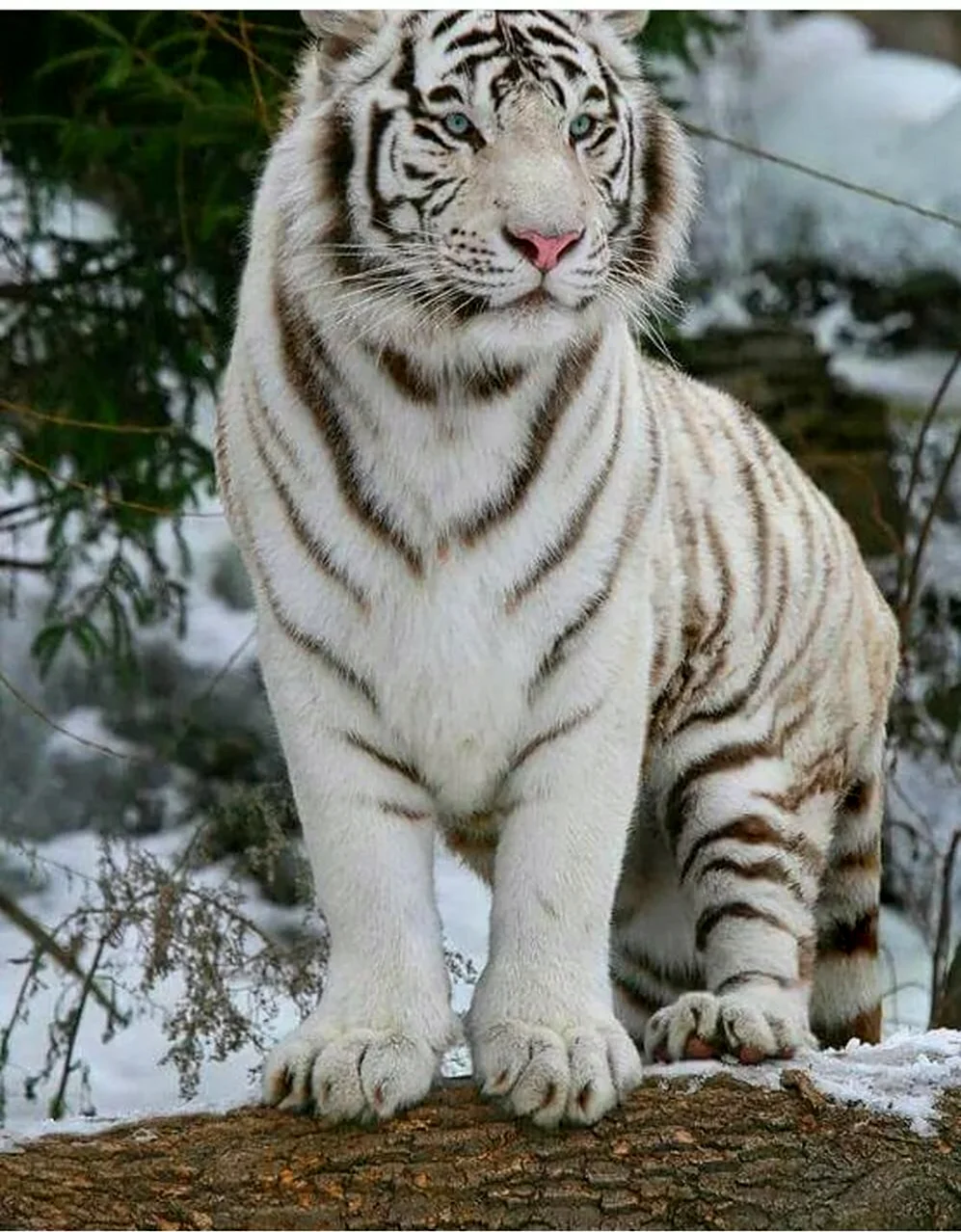 Белый тигр. Красивое животное