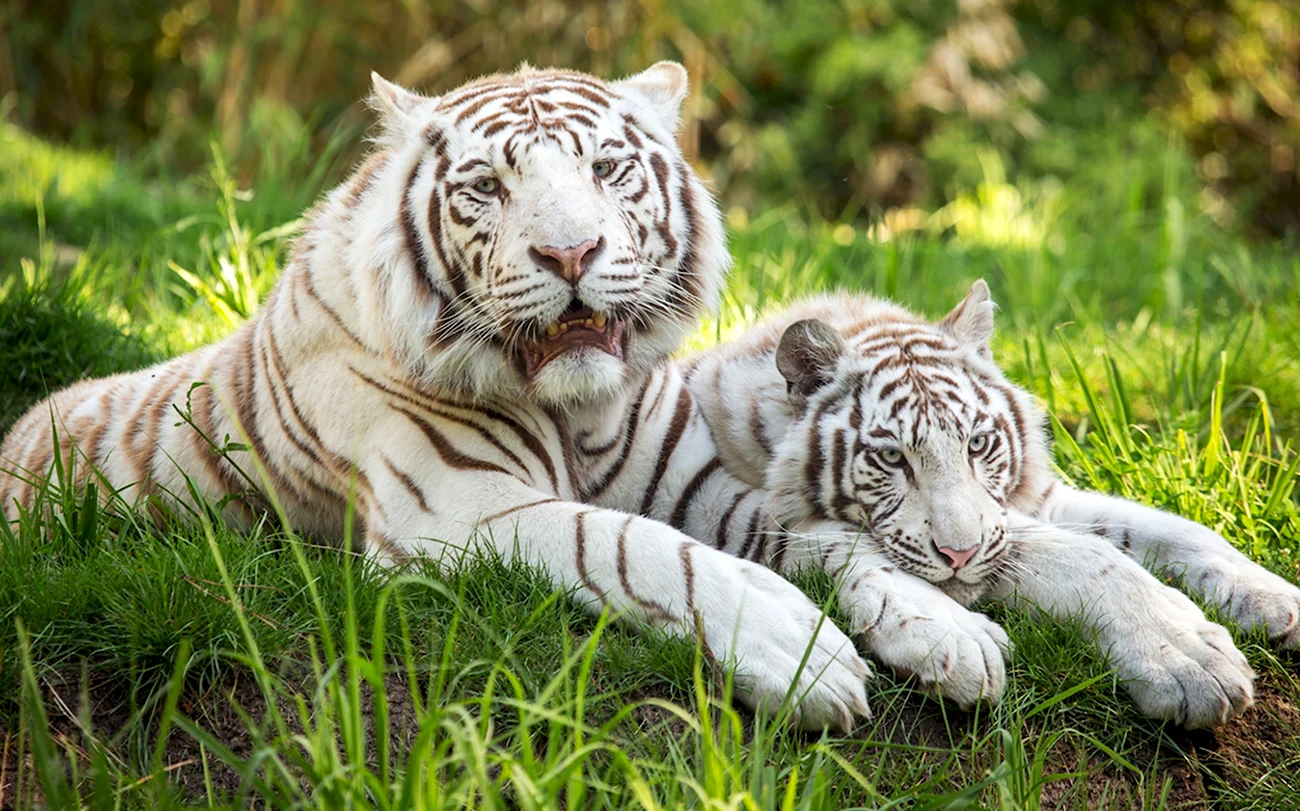 Белый тигр 2021г.. Картинка