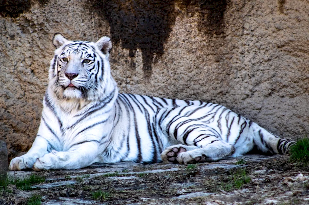 Белый тигр 2021г.. Картинка