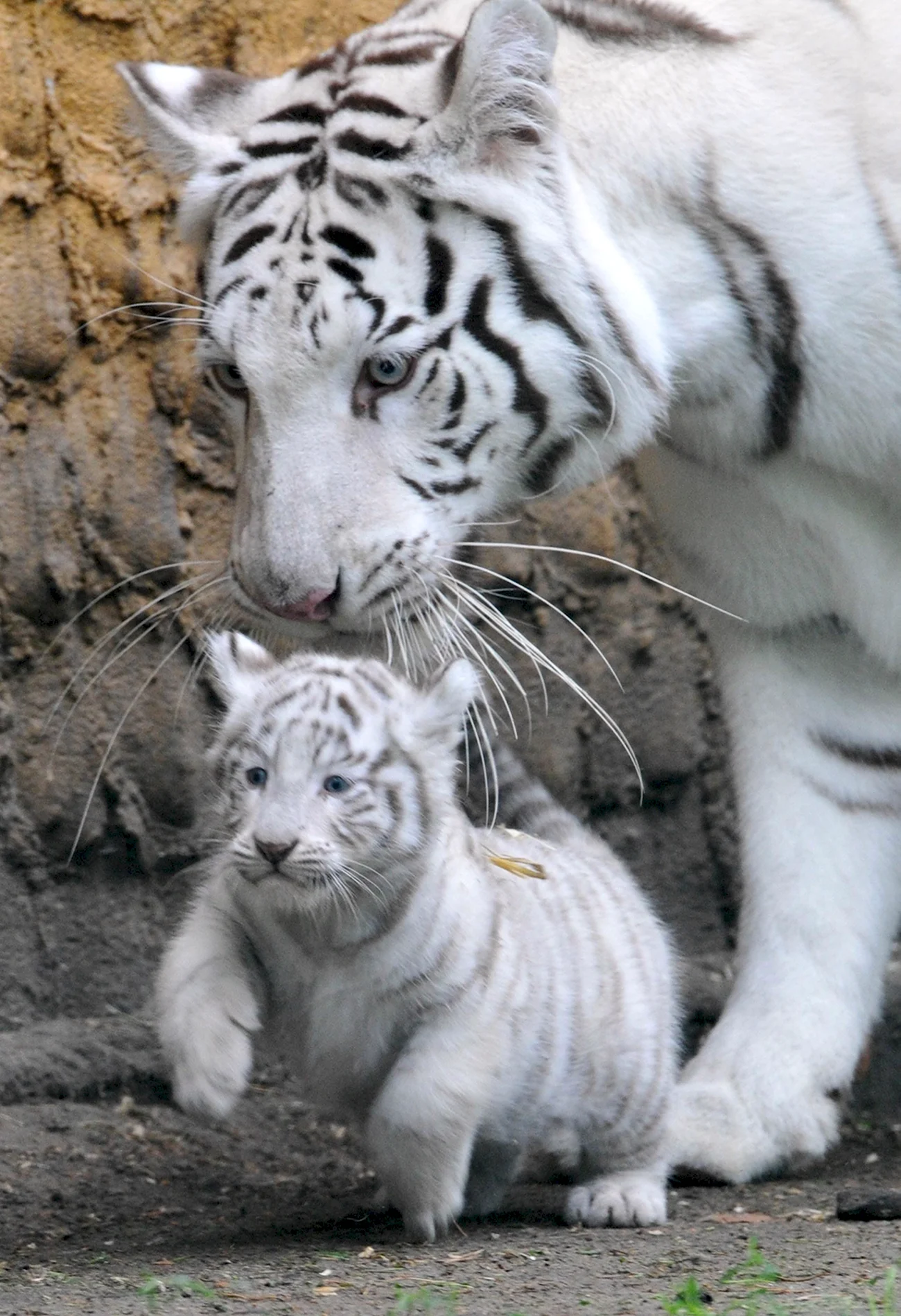 Белый тигр альбинос. Картинка