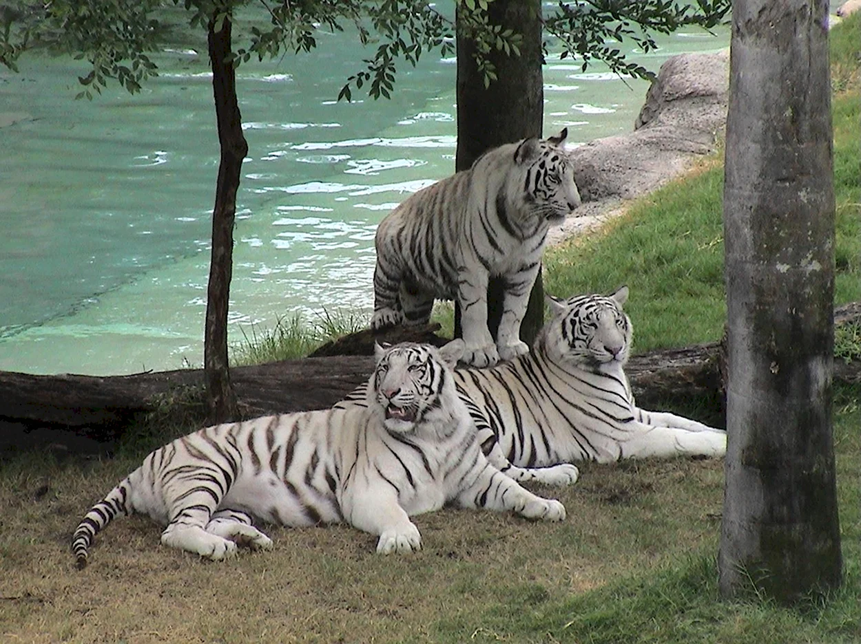 Белый тигр и тигрица с тигрятами. Красивое животное