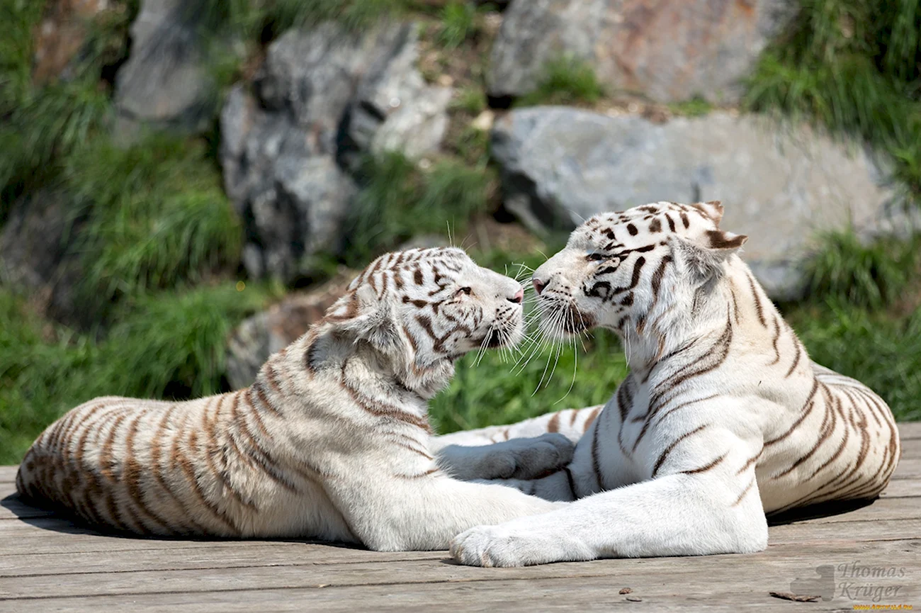 Белый тигр с тигрицей. Картинка