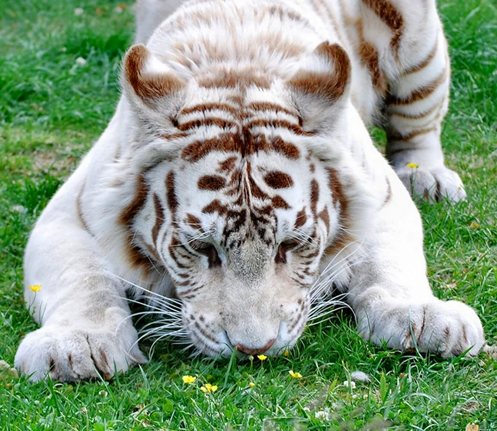 Белый тигр животное. Красивое животное