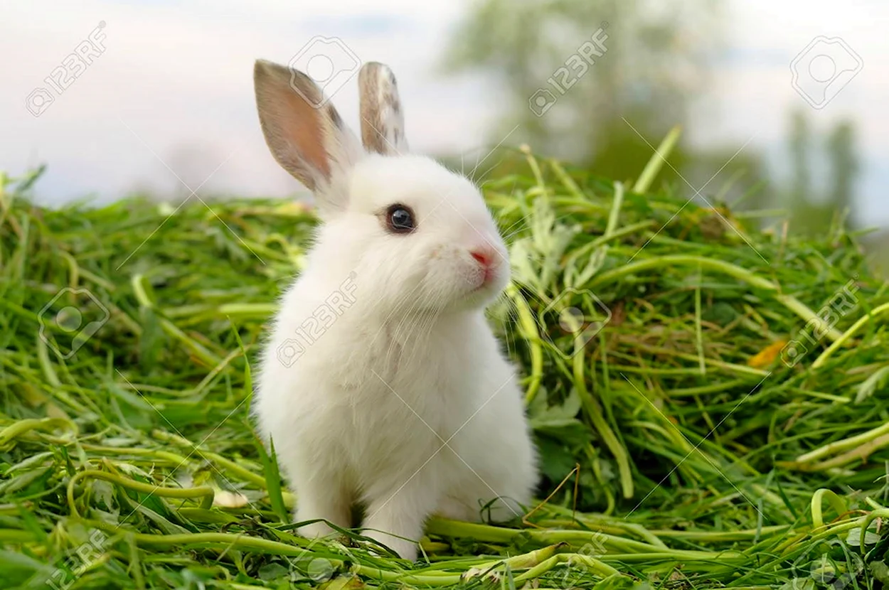 Белый заяц на траве. Красивое животное