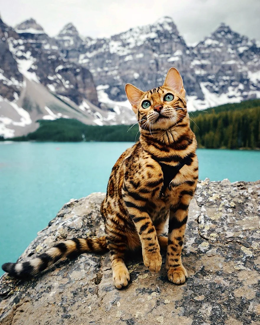 Бенгальская кошка путешественница. Красивое животное