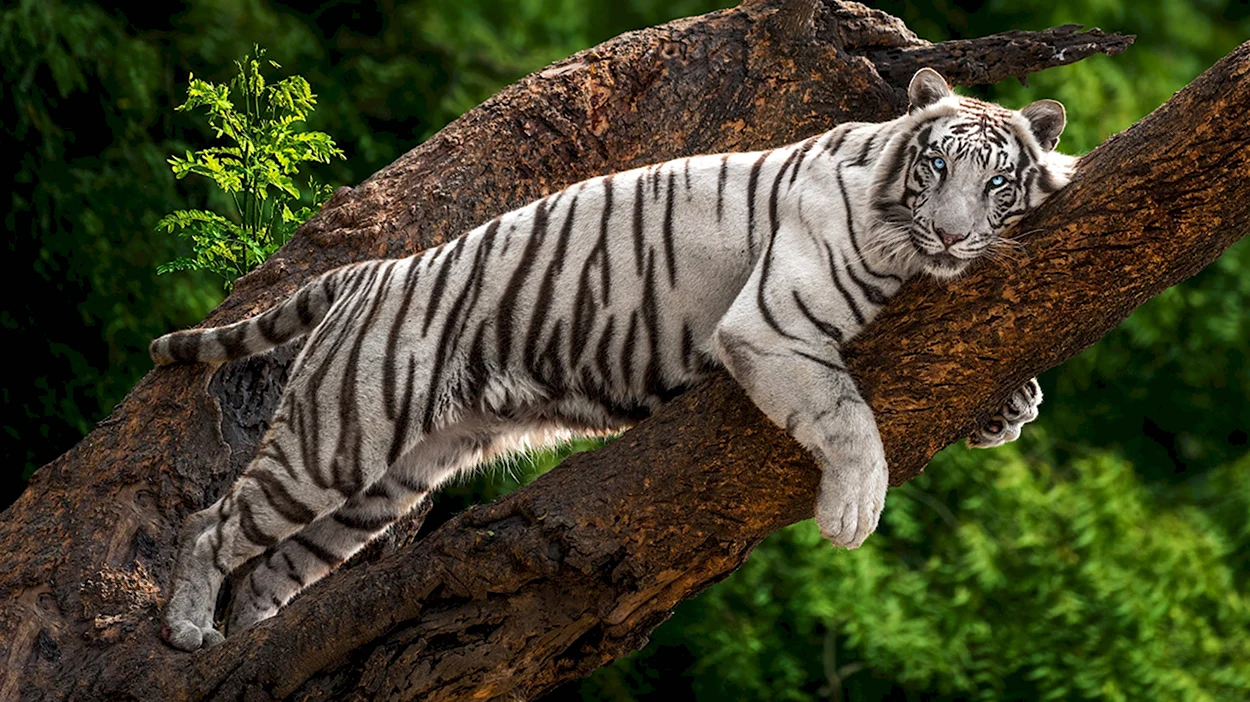 Бенгальский «бенгальский тигр» фикус. Красивое животное