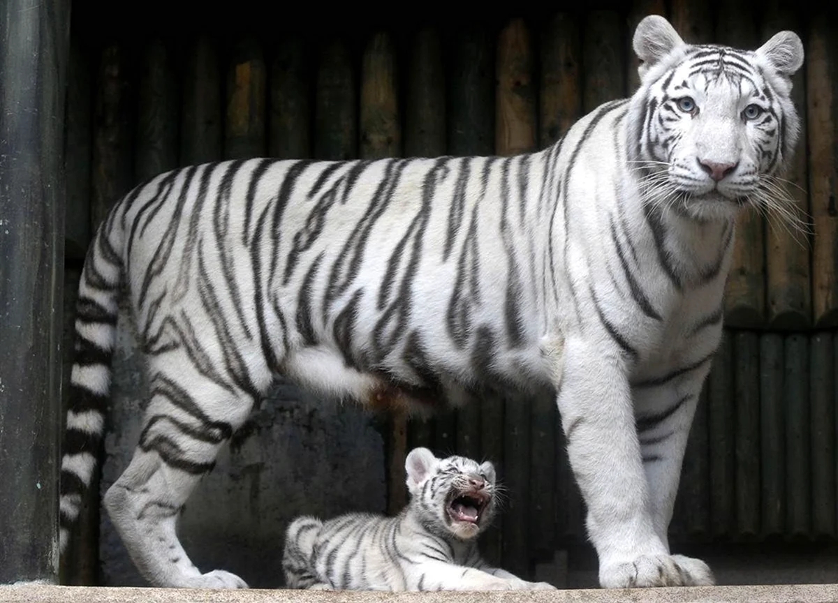 Бенгальский длиннопенисный тигр. Красивое животное