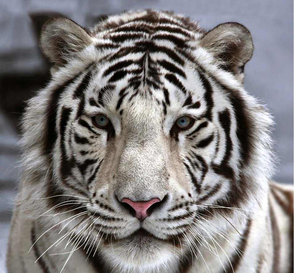 Бенгальский тигр. Картинка
