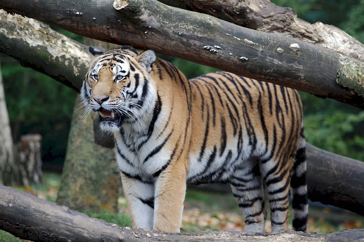Бенгальский тигр. Красивое животное