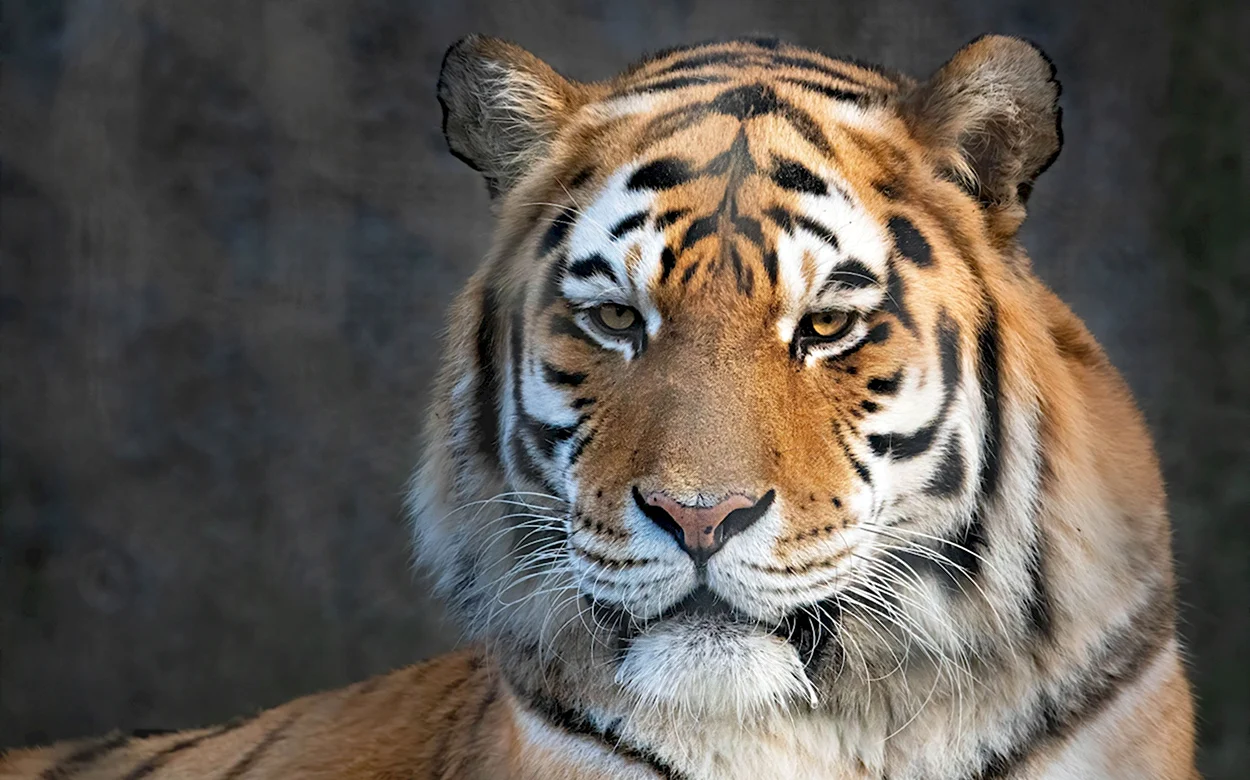Бенгальский тигр 4k. Красивое животное