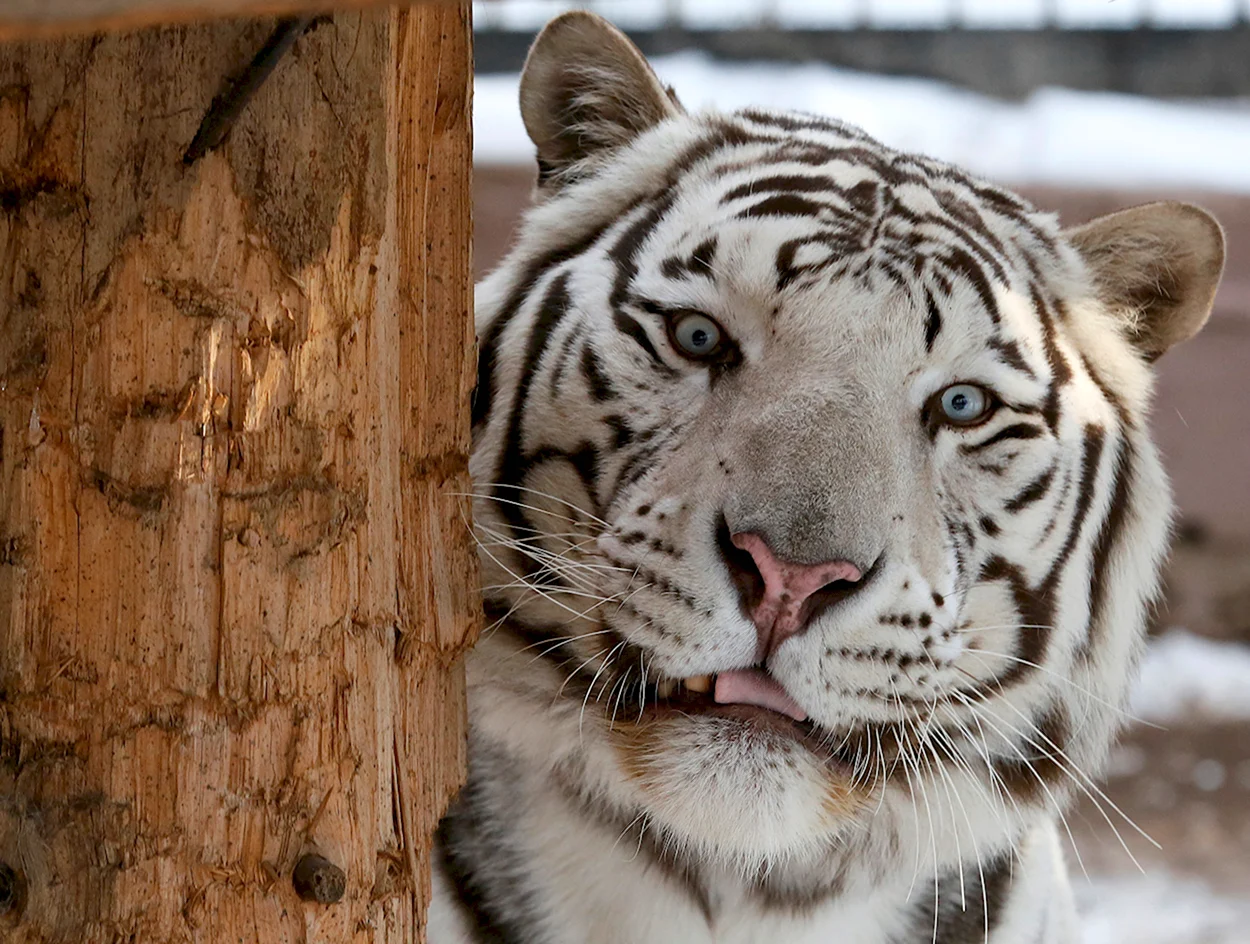 Бенгальский тигр. Красивое животное