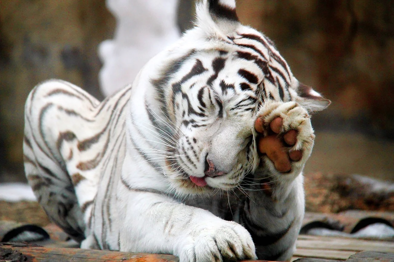 Бенгальский тигр альбинос. Картинка