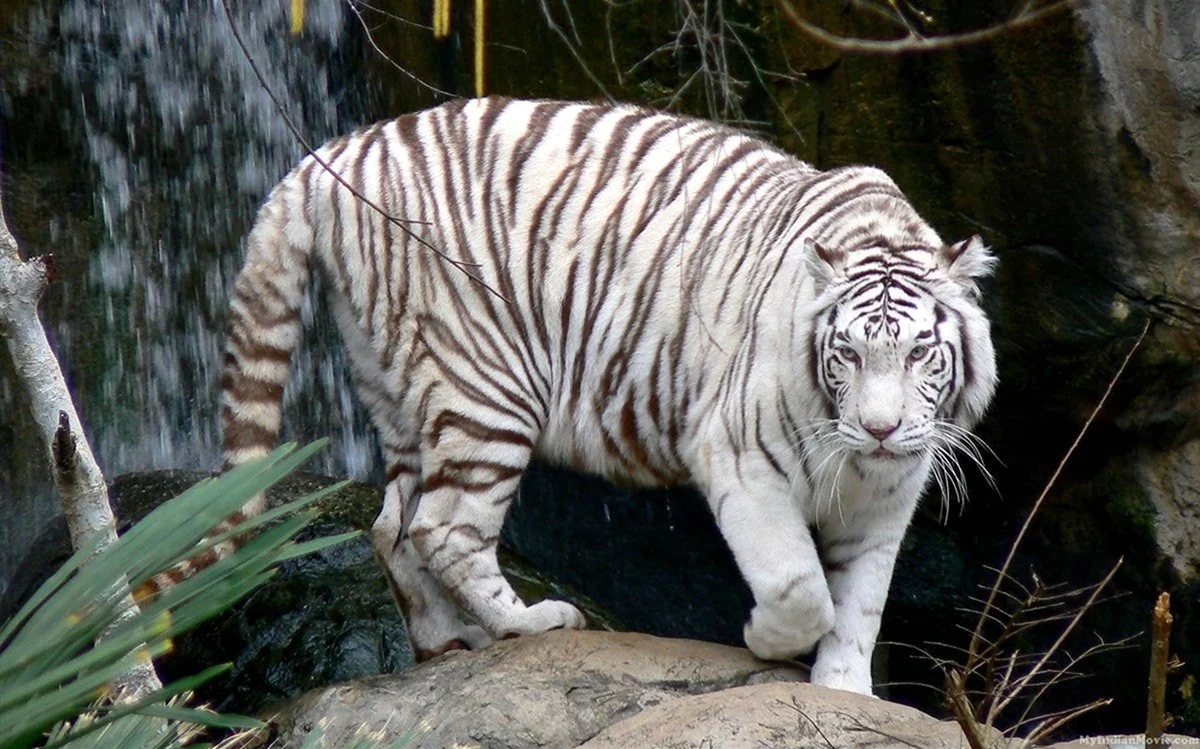 Бенгальский тигр альбинос. Красивое животное