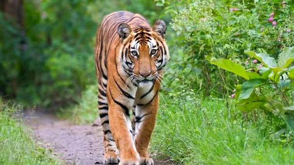 Бенгальский тигр Бангладеш. Красивое животное
