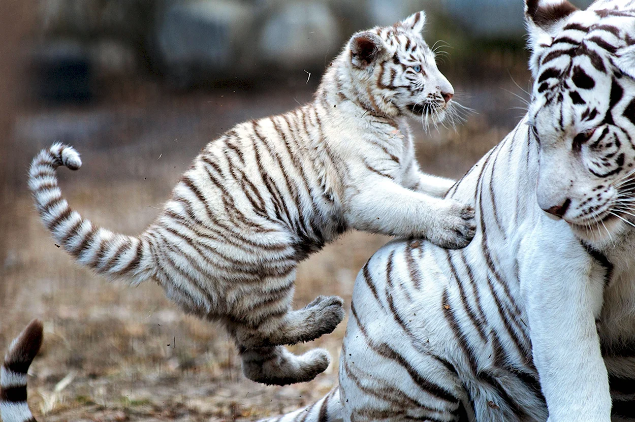 Бенгальский тигр детеныш. Красивое животное