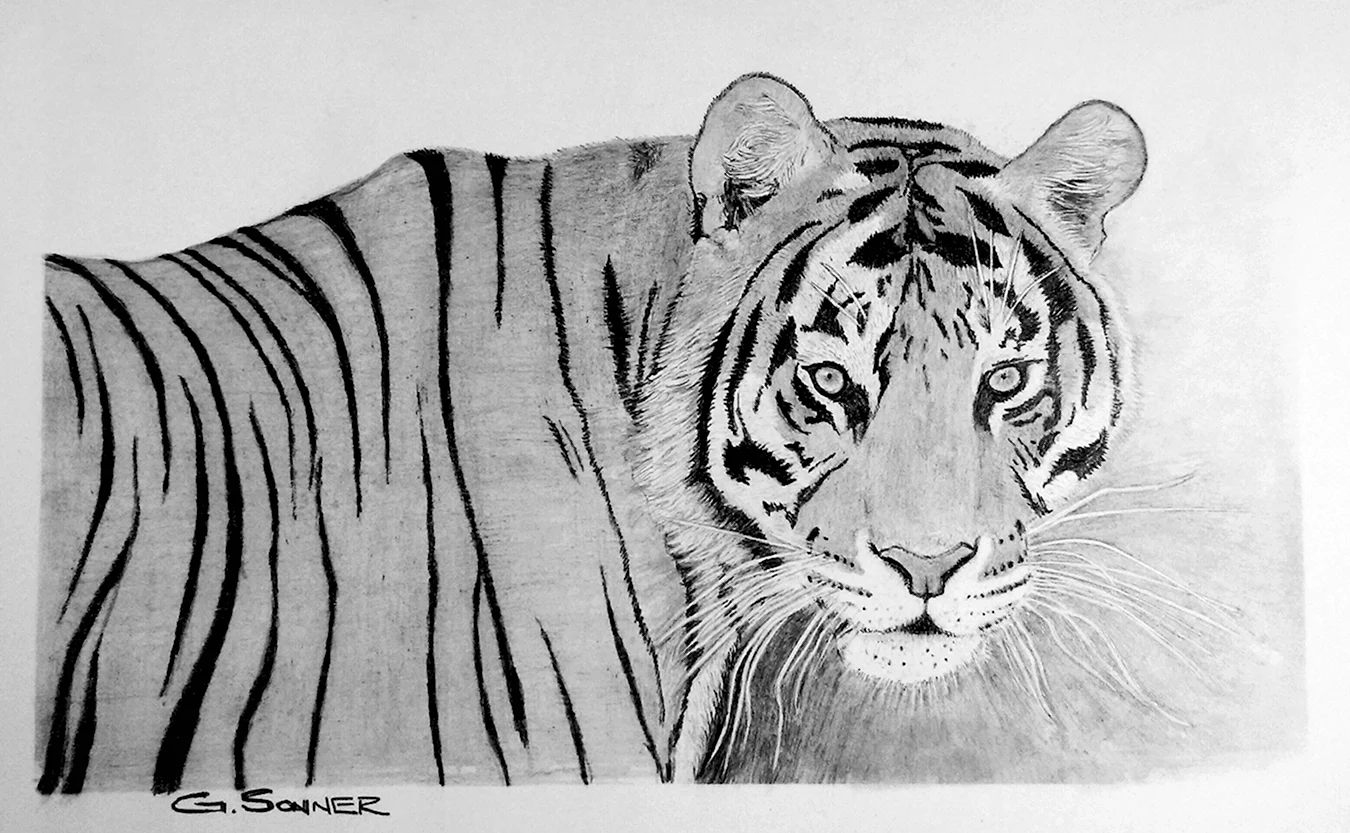 Бенгальский тигр эскиз