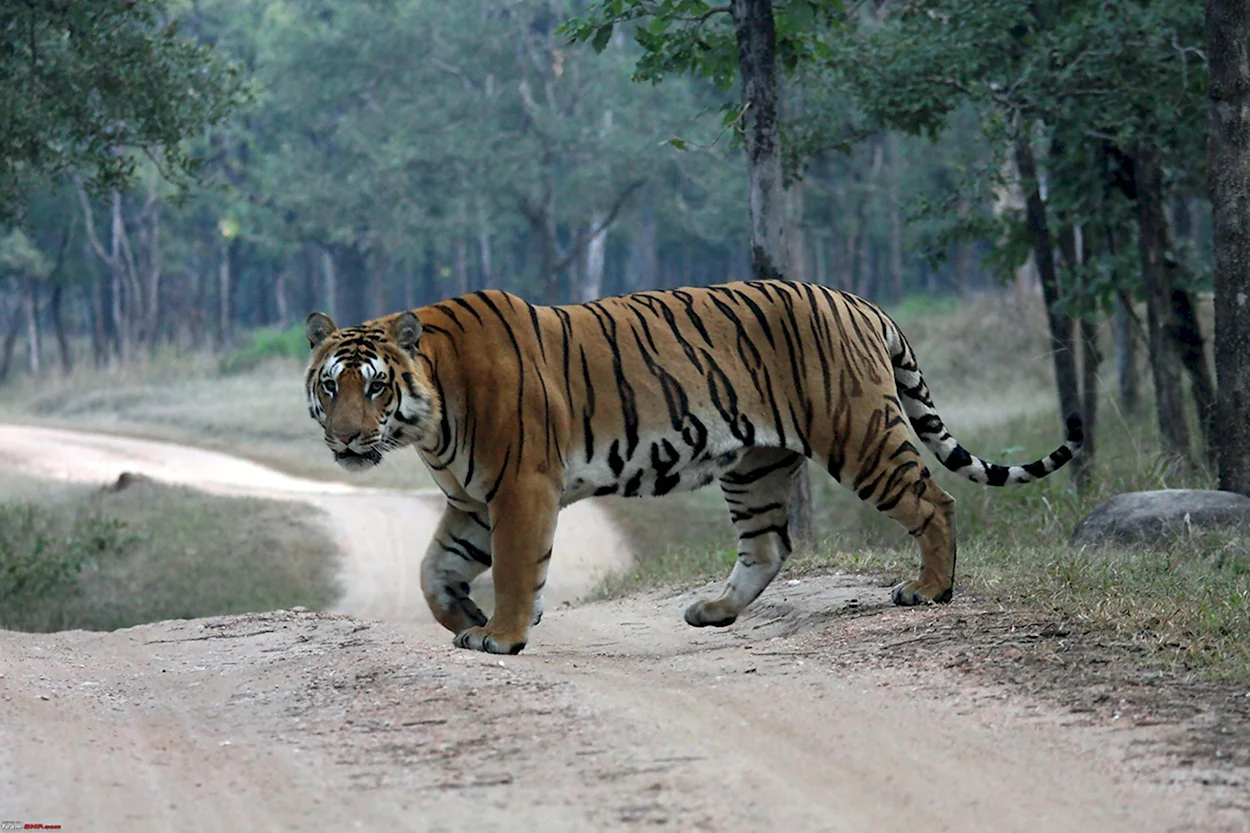 Бенгальский тигр Индия. Красивое животное