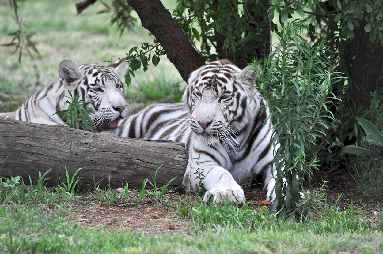 Бенгальский тигр окрас. Красивое животное