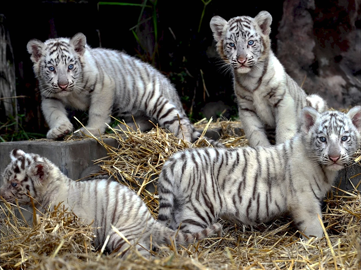 Бенгальский тигр с тигрятами. Красивое животное