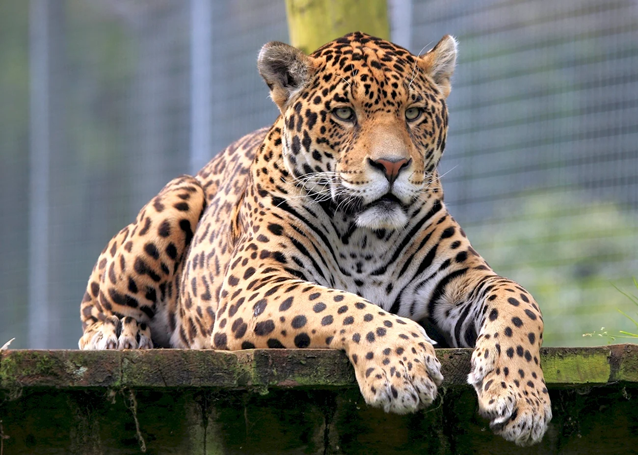 Берберийский леопард. Красивая картинка