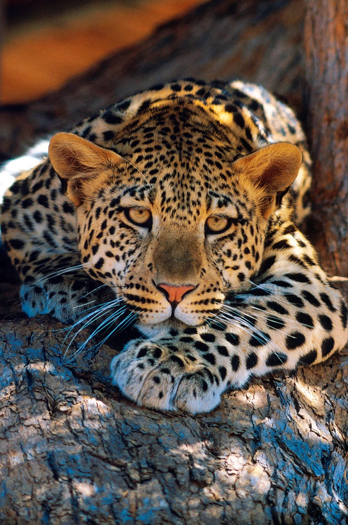Берберийский леопард. Красивая картинка