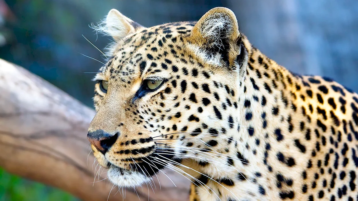 Берберийский леопард. Красивое животное
