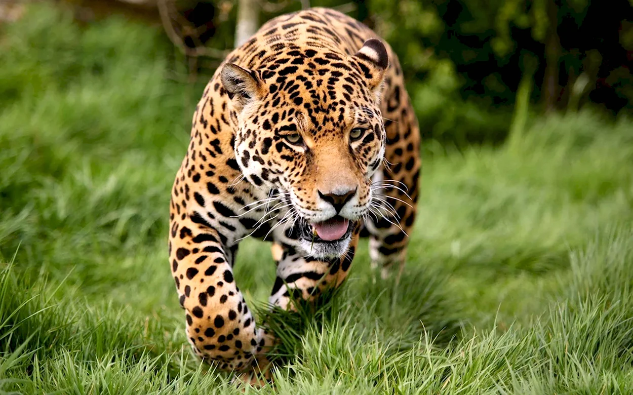 Берберийский леопард. Красивое животное