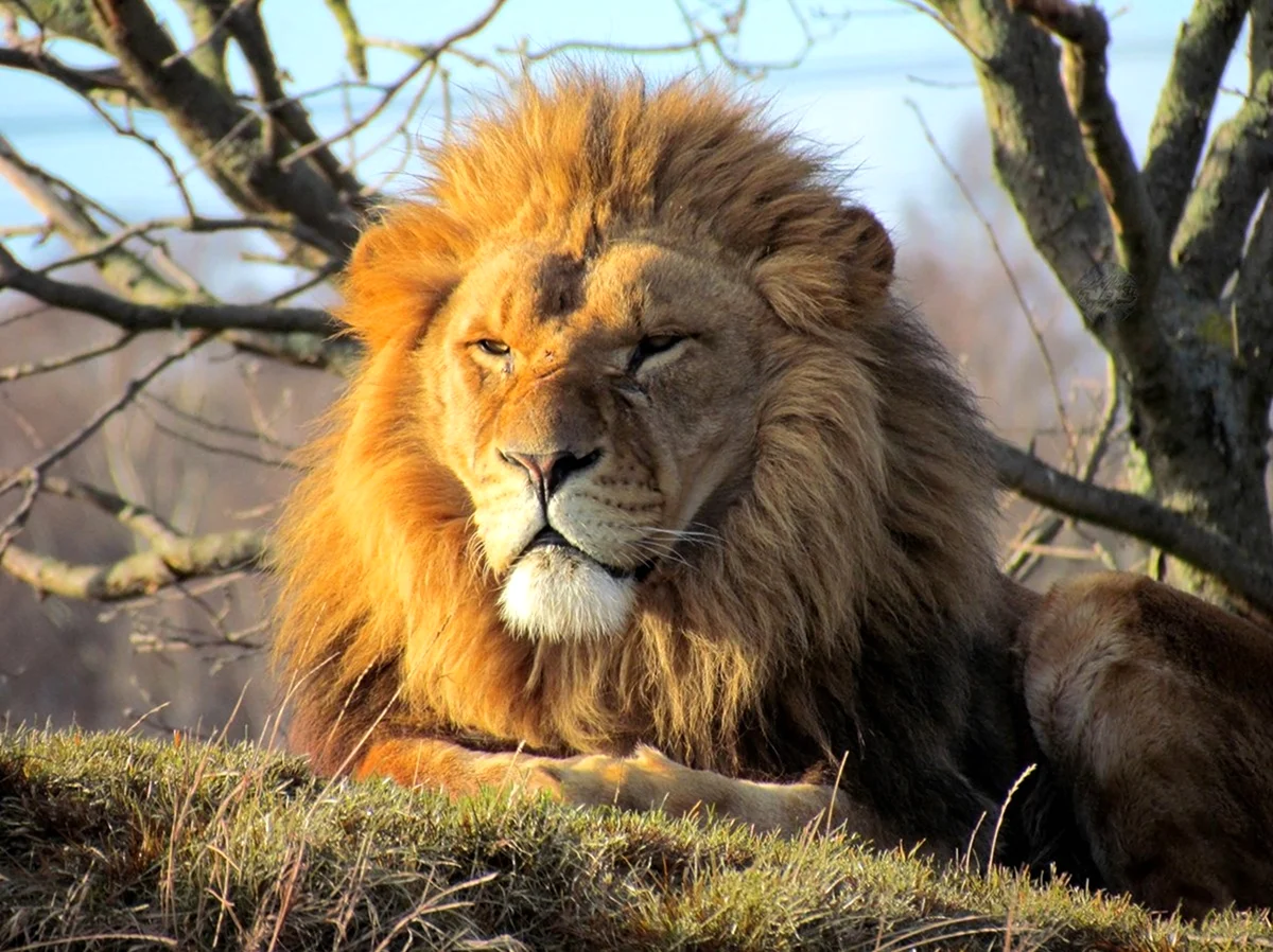 Берберийский Лев. Красивое животное