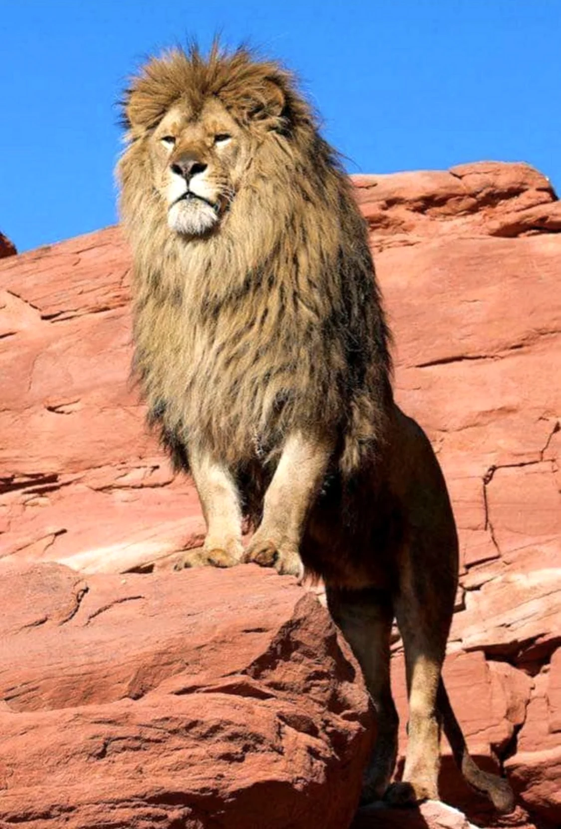 Берберский Лев. Красивое животное