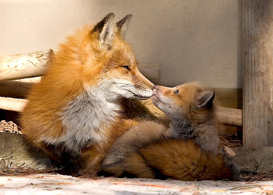 Беременная лиса. Красивые картинки животных
