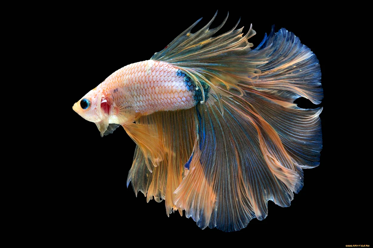 Betta Fish. Красивое животное