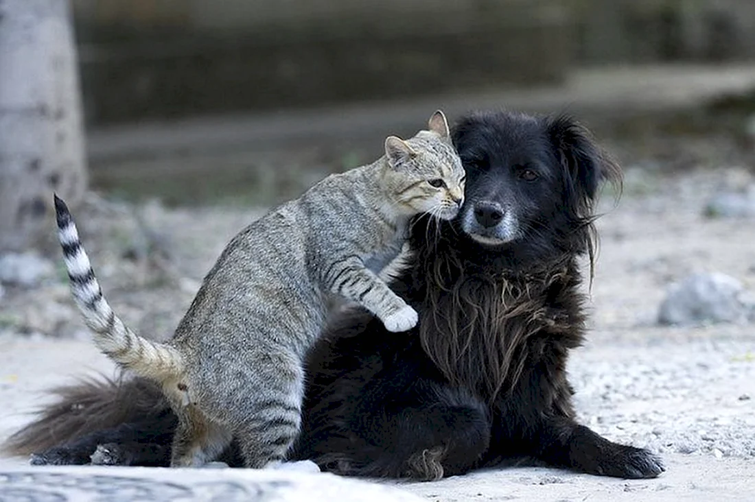 Бездомные кошки и собаки. Красивые картинки животных